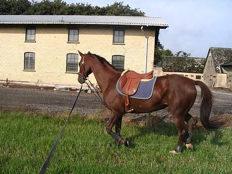 Fuldblod (XX) Horizontas (Død) - Træning billede 5