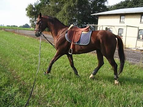 Fuldblod (XX) Horizontas (Død) - Lidt spændt! billede 6