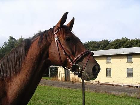 Fuldblod (XX) Horizontas (Død) - Leder igen efter hopperne! billede 7