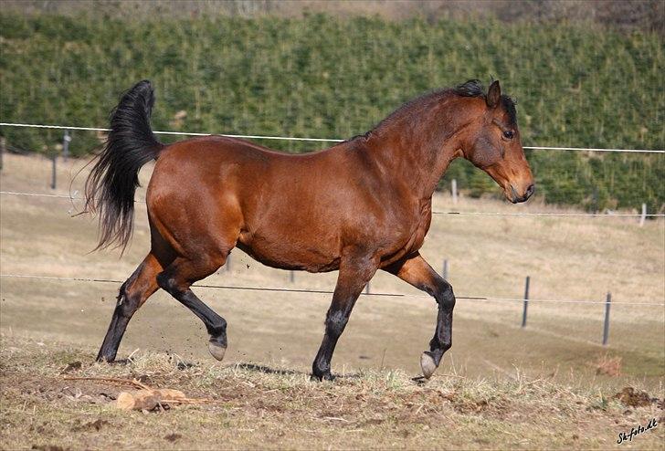 Anden særlig race Sani Cheval - Sani Cheval billede 1