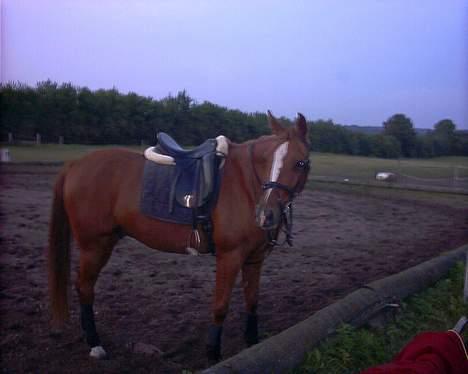 Anglo Araber (AA) Viktor (solgt) - efter dressurundervisning.. billede 2
