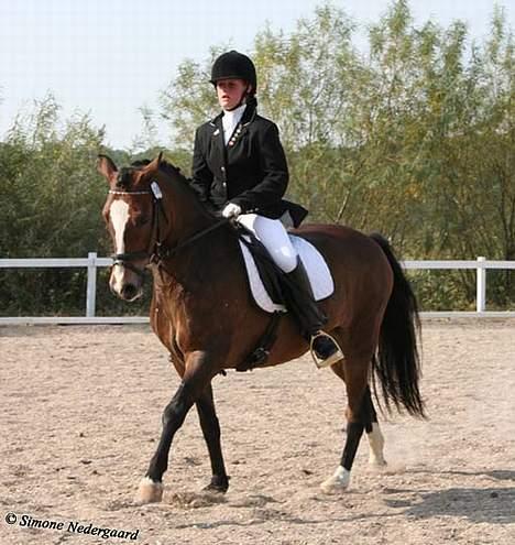 New Forest Risbjerggaards Bogart - siger tak til Simone Nedergaard for at tage billederne billede 8