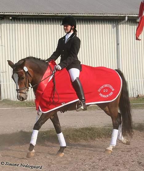 New Forest Risbjerggaards Bogart - Vinder af kat.2 distrikmesterskabet 2005 billede 10