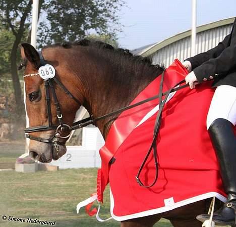 New Forest Risbjerggaards Bogart - køn lille dreng billede 11