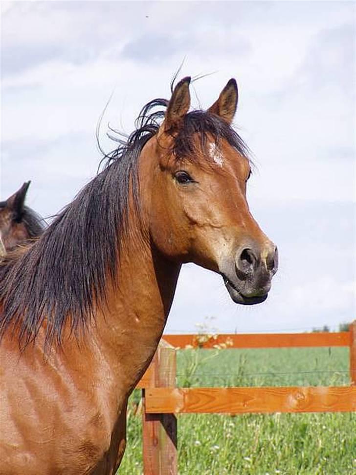 Arabisk fuldblod (OX) Gismo OX - Her er han så! billede 1