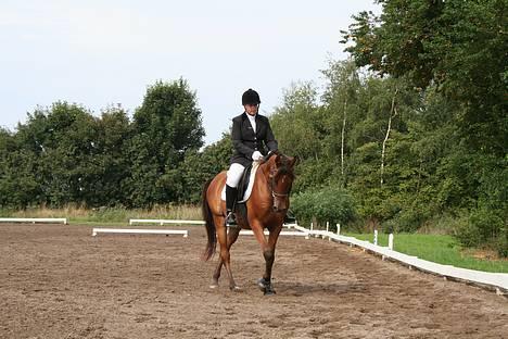 Arabisk fuldblod (OX) Gismo OX - Gismo og mig til stævne d.19 aug billede 3