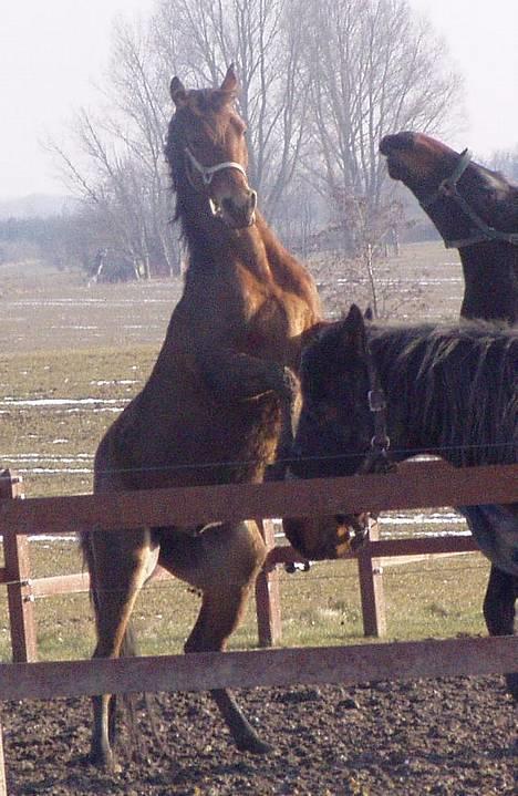 Arabisk fuldblod (OX) Gismo OX - Gismo elsker at lege med de andre heste på folden billede 4