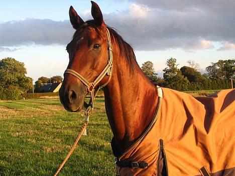 Fuldblod (XX) Horizontas (Død) - Så fik skønheden dækken på! billede 8