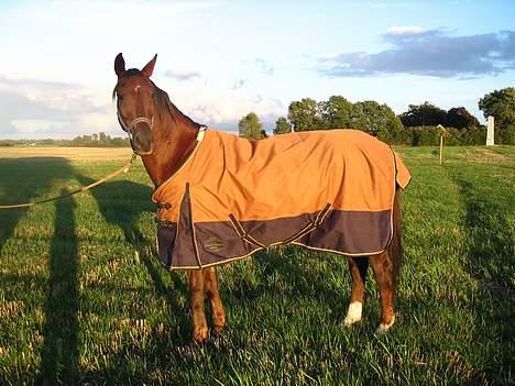 Fuldblod (XX) Horizontas (Død) - Kigge kigge billede 9