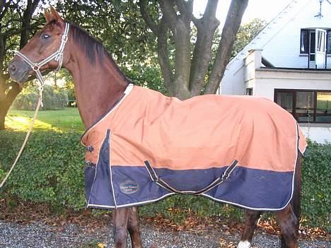 Fuldblod (XX) Horizontas (Død) - Der var vist en hoppe! Vrinsk! billede 10