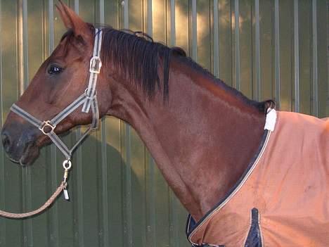 Fuldblod (XX) Horizontas (Død) - Smuk billede 11