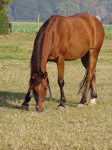 Arabisk fuldblod (OX) Gismo OX - Mmm lækkert græs billede 7