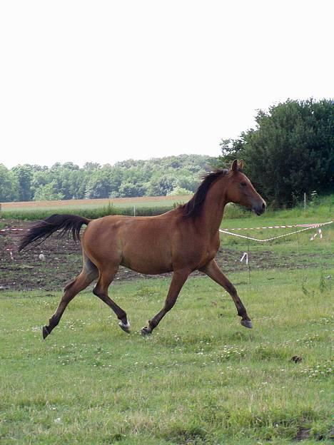 Arabisk fuldblod (OX) Gismo OX - Gismo og jeg til dressur stævne d.8/9 07 billede 8