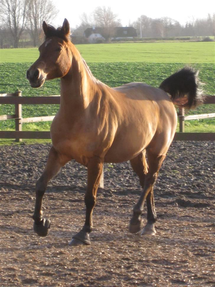 Arabisk fuldblod (OX) Gismo OX - Gismo d.19/1 2008 billede 9