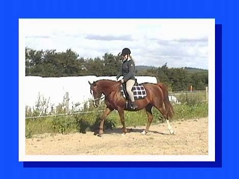 DSP ahorns=Tai Kimiko billede 10