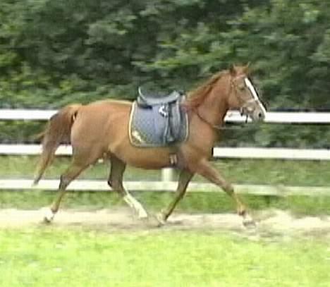 DSP ahorns=Tai Kimiko billede 11