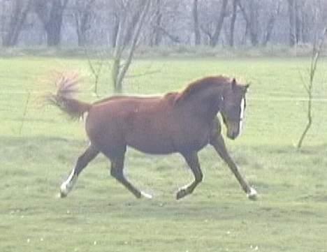 DSP ahorns=Tai Kimiko billede 12