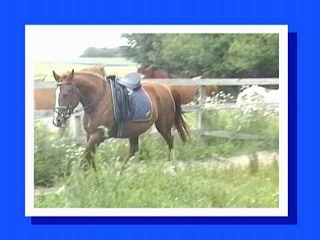 DSP ahorns=Tai Kimiko billede 13