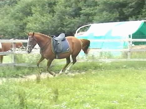 DSP ahorns=Tai Kimiko billede 14