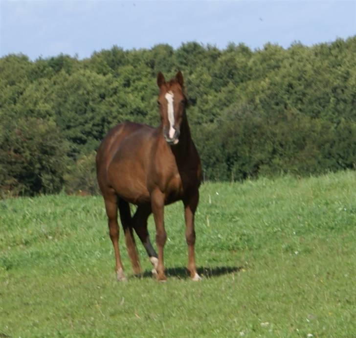 DSP ahorns=Tai Kimiko billede 15