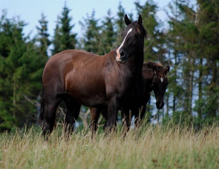 Welsh Cob (sec D) Dynamite Princess Heleea - taget d.26-8-2008 billede 1