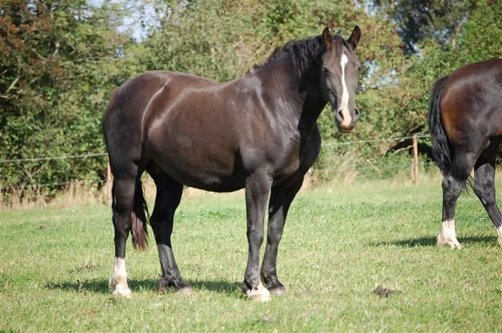 Welsh Cob (sec D) Dynamite Princess Heleea billede 2