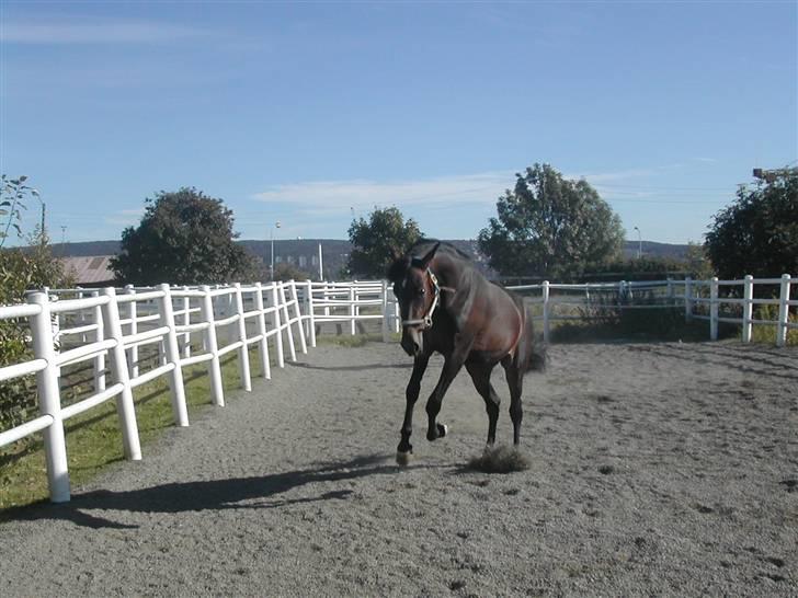 Traver No Surprice M(vesla)død - første bildet:) billede 1