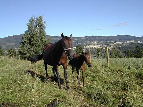 Traver No Surprice M(vesla)død - vesla og armada billede 2