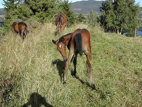 Traver No Surprice M(vesla)død - ååå..det klør billede 3