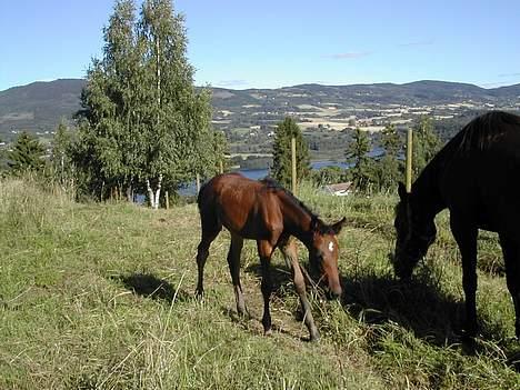 Traver No Surprice M(vesla)død billede 4