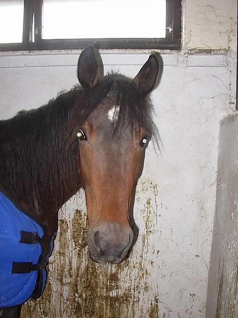 Traver No Surprice M(vesla)død - veslemor inde på travbanen billede 5