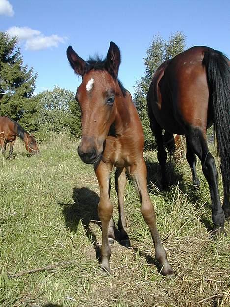 Traver No Surprice M(vesla)død - hva er det der a?? billede 6