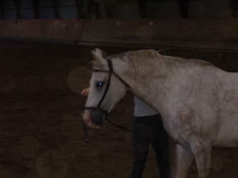 Anden særlig race Janus billede 12