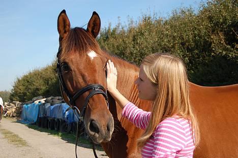 Dansk Varmblod La- maj<3  billede 1