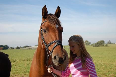 Dansk Varmblod La- maj<3  billede 2