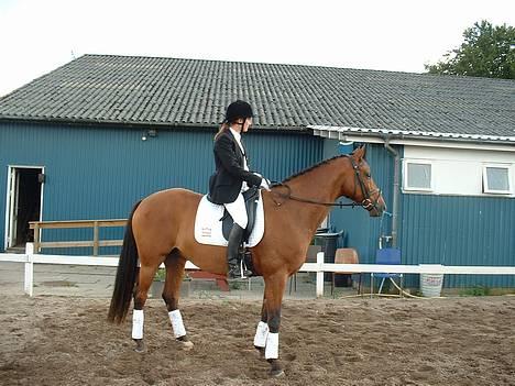 Dansk Varmblod La- maj<3  - stævne den 19.august-06.. er han ikk fin?  billede 4