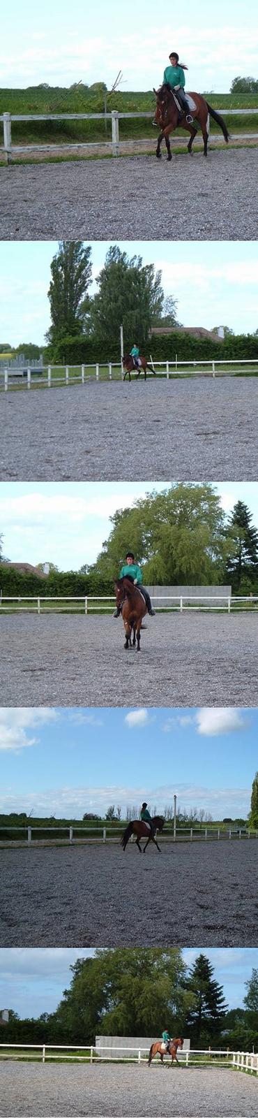 Dansk Varmblod La- maj<3  - 3. juni 06 billede 6