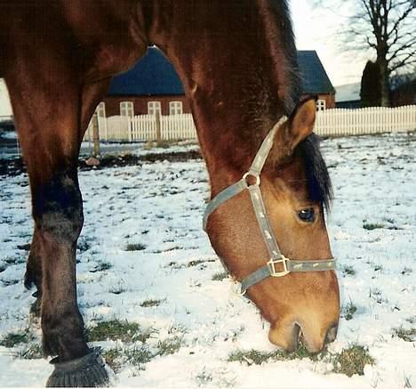 Dansk Varmblod La- maj<3  - gaaammelt billed billede 10