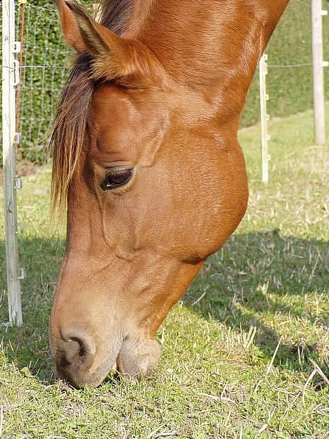 Arabisk fuldblod (OX) Gismo OX - Mmmm billede 13