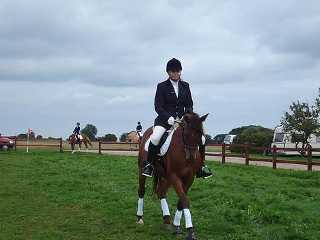 Arabisk fuldblod (OX) Gismo OX - Gismo og jeg varmer op til stævne billede 14