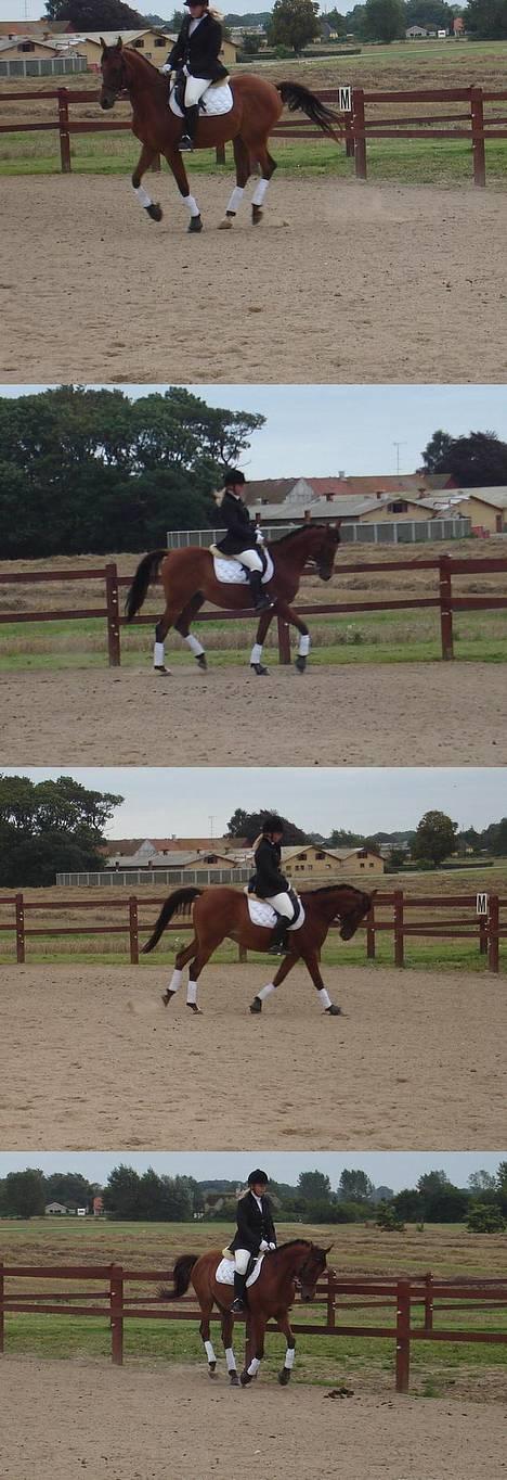 Arabisk fuldblod (OX) Gismo OX - Stævne d.9/9 billede 15