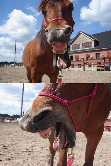 Arabisk fuldblod (OX) Gismo OX - Uhhh hvor er jeg træt! billede 16