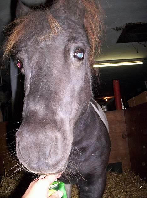 Pinto  *Krumme (Gl. passer) - æblejuice.... mums billede 10
