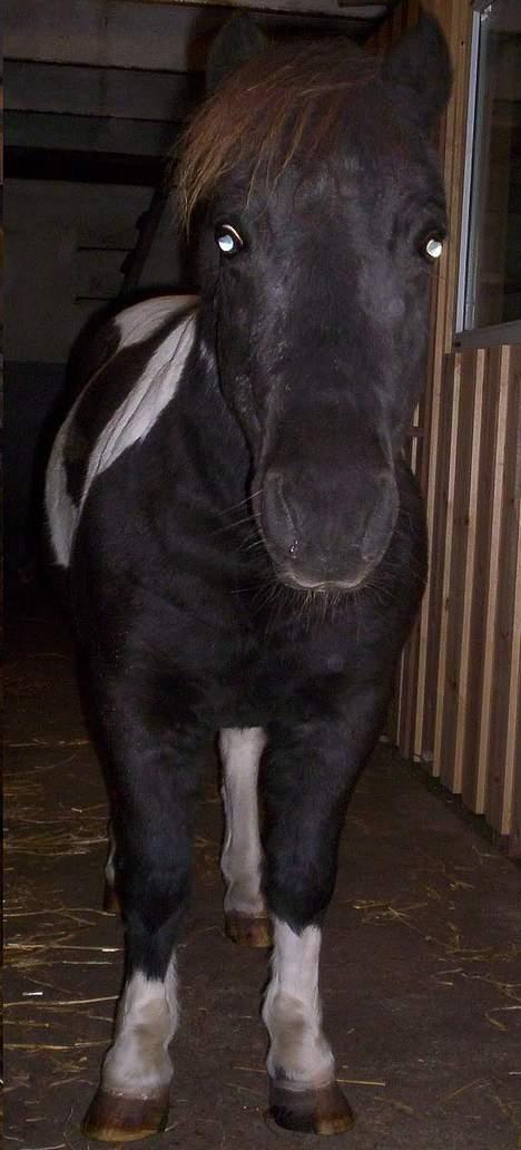 Pinto  *Krumme (Gl. passer) - fætter hjulben billede 11