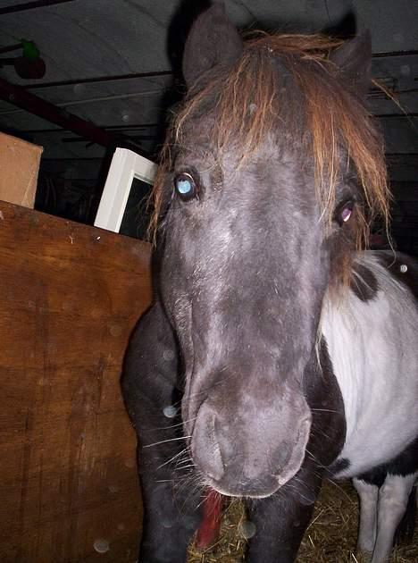 Pinto  *Krumme (Gl. passer) billede 12