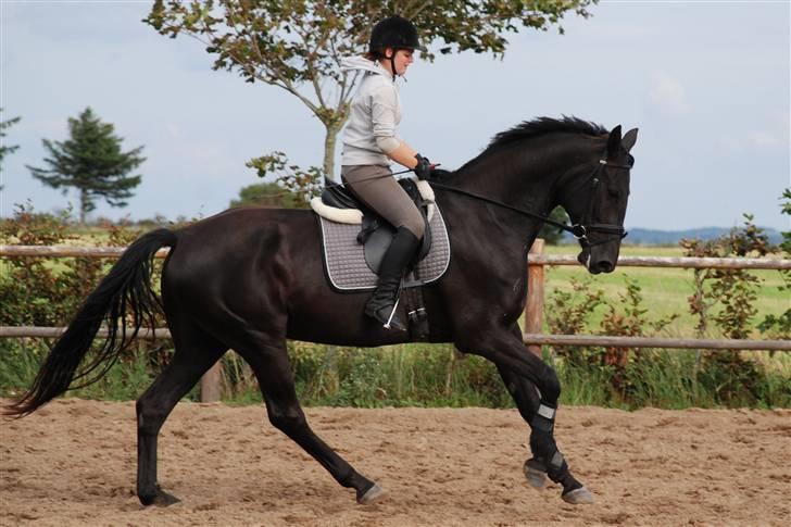 Dansk Varmblod Miss Melanie - Nr. 10. Pernille og Miss M. efter ca. 14 dages ridning billede 10