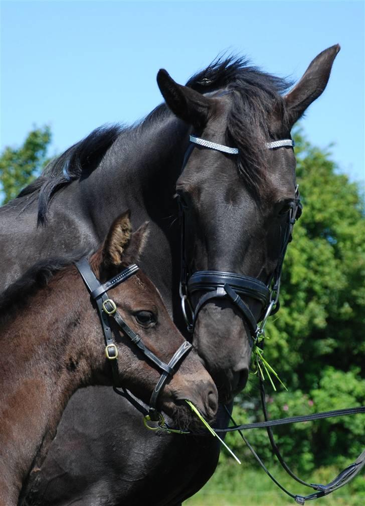 Dansk Varmblod Miss Melanie - Nr. 11. Miss Melanie og hendes datter Miss Noir billede 11