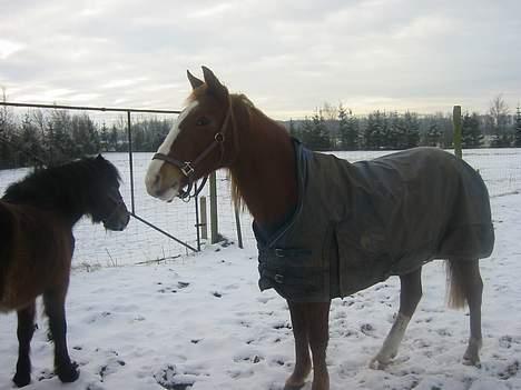 Anden særlig race | Fie † 2005 †  «3  billede 5