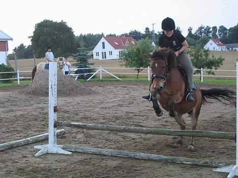 Gotlandsruss wimsy - min gode veninde misse springer på min pruller billede 6