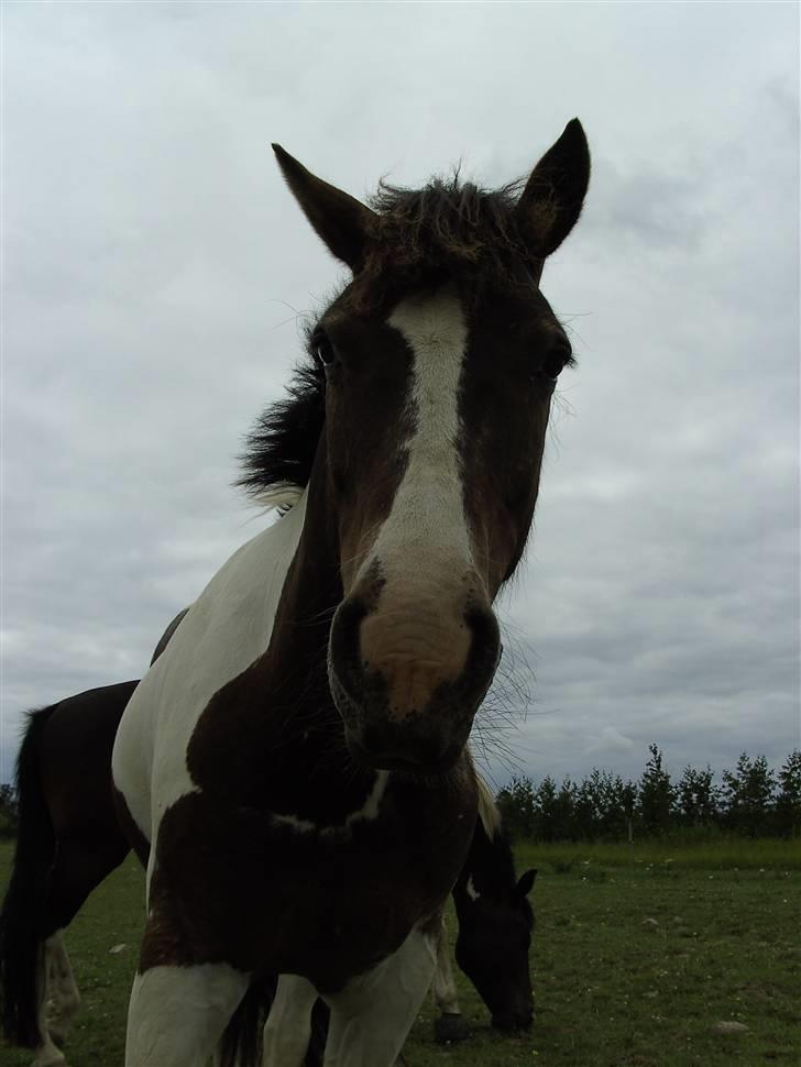 Tinker Frederik (Solgt) billede 12